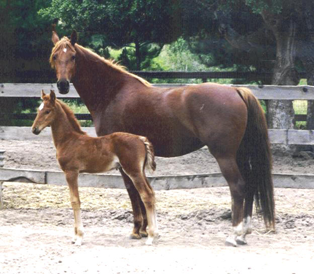 Ember saddlebred colt